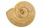 Jurassic Ammonite (Hildoceras?) Fossil - Morocco #289706-1